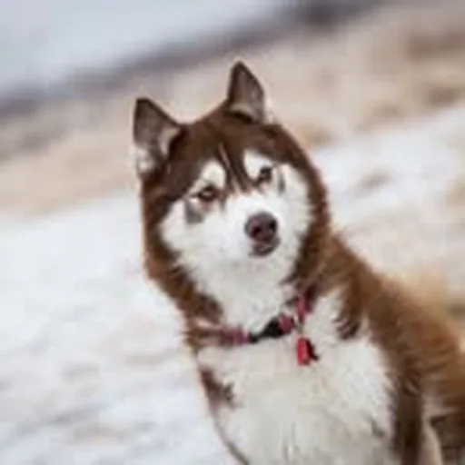 @gingerwolfdog profile image