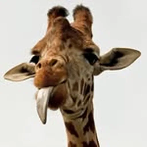 @giraffe profile image