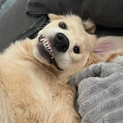 @golden_nala_bear profile image