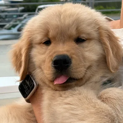 @goldenboy.cheddar profile image