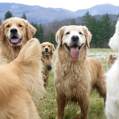 @goldendogfarmvt profile image