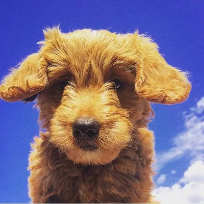 @goldendoodlesofinsta profile image