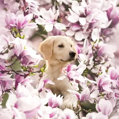 @goldie.aussie_moments profile image