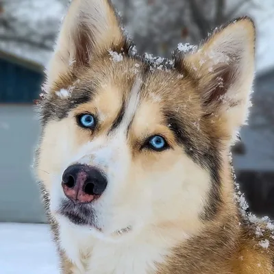 @gonetothesnowdogs profile image