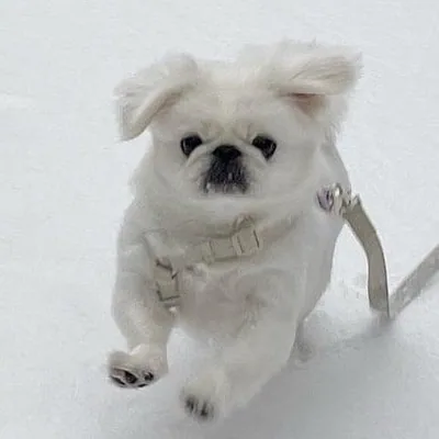 @gongpodo profile image