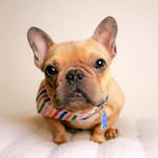 @goodboy.emmett profile image
