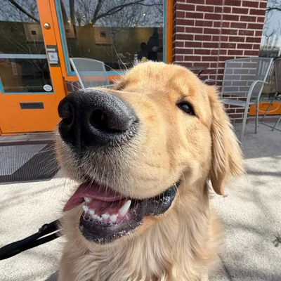 @goodboygolden profile image
