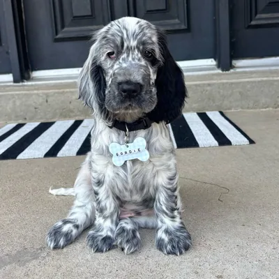 @gordie.the.cockerspaniel profile image