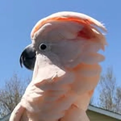 @gotcha_the_cockatoo profile image