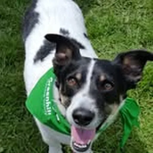@greenhillhumane profile image
