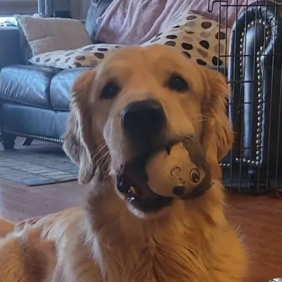 @griffinourgolden profile image