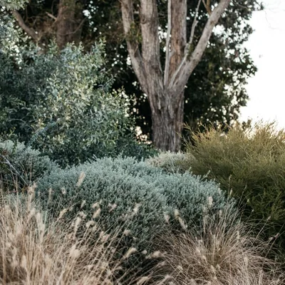@guidetobettergardens profile image