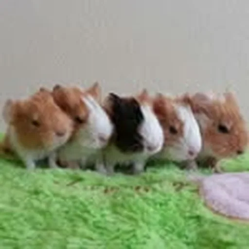 @guineapigler profile image