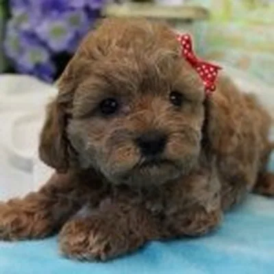 @guinniethepoo profile image