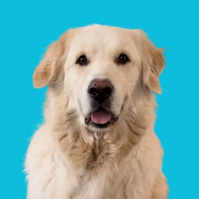 @gussythegoofygolden profile image
