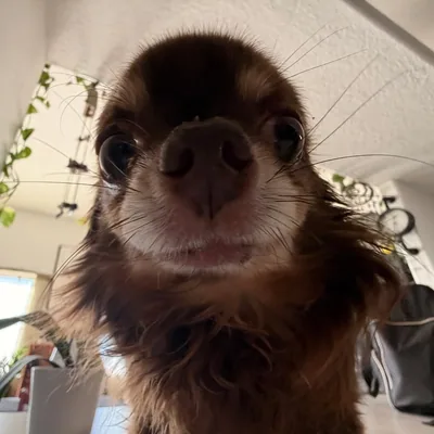 @gyzmo_the_chihuahua profile image