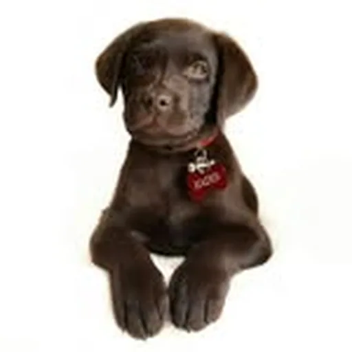 @hadeschocolab profile image