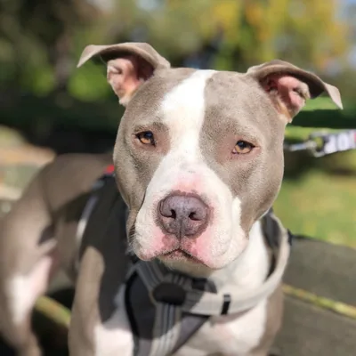 @hamlet_the_rescue profile image
