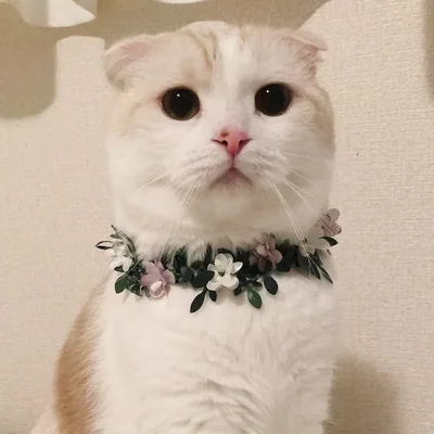 @hanabokurokinako profile image