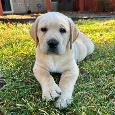 @hank.thechonkylab profile image