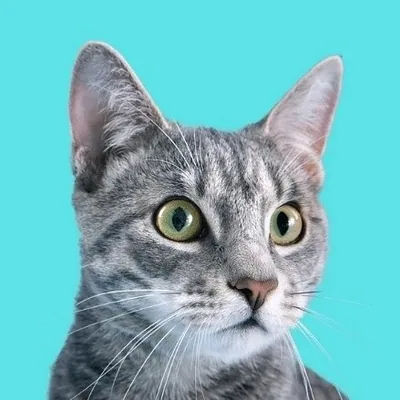 @happy__kittens profile image