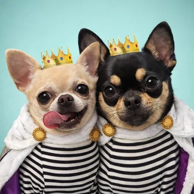 @happy_chihuahua_busya profile image