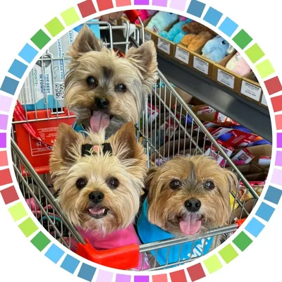 @happyyorkiefamily profile image