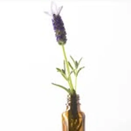 @healingnaturaloils profile image