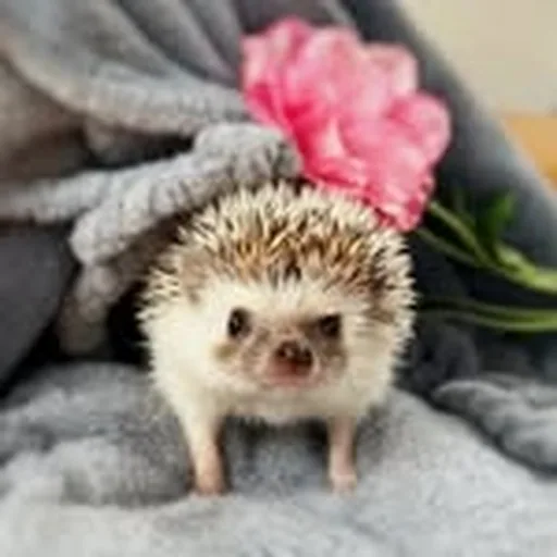 @hedgehog_azuki profile image
