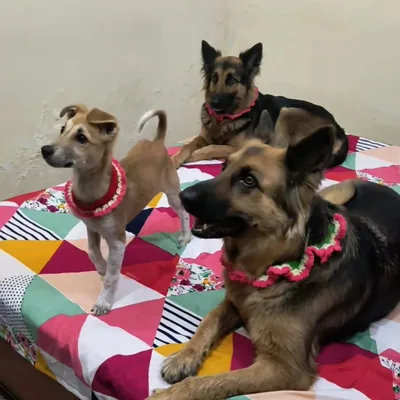@herdoggodiaries profile image