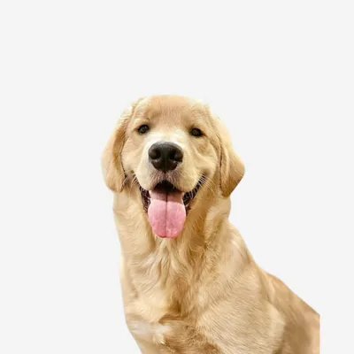 @hero.goldenretriever profile image