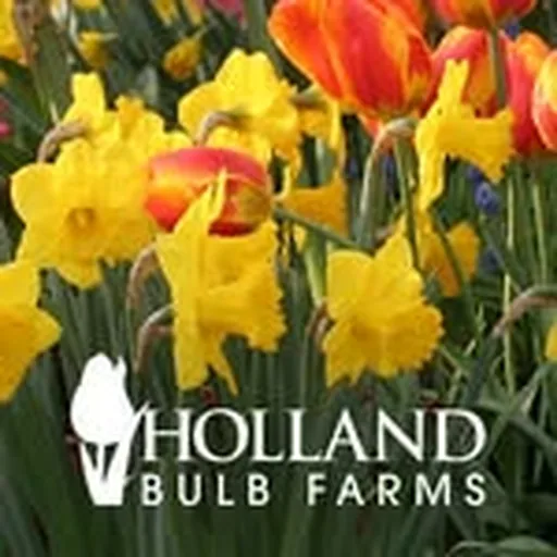 @hollandbulbfarms profile image