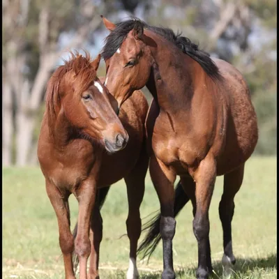 @horse_shepherd profile image