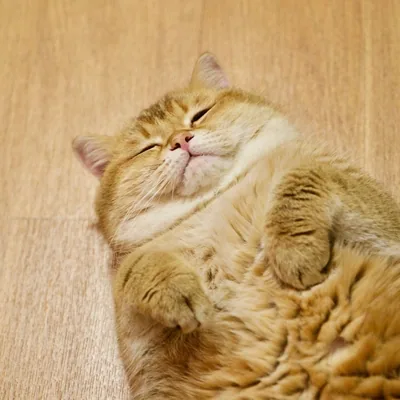 @hosico_cat profile image
