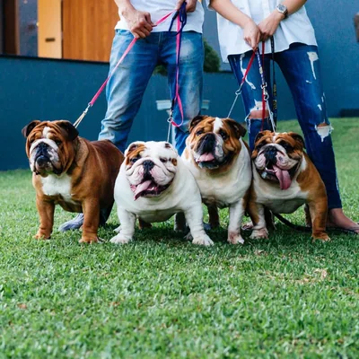 @house_of_bulldogs profile image