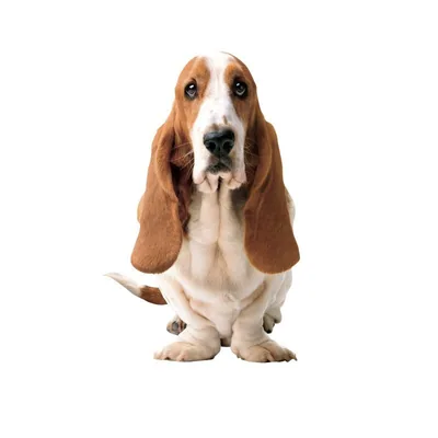 @hushpuppiesid profile image