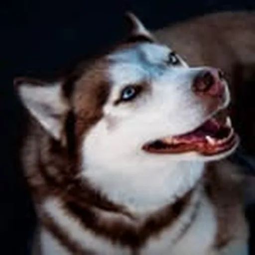@huskyprincessnala profile image