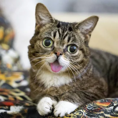 @iamlilbub profile image