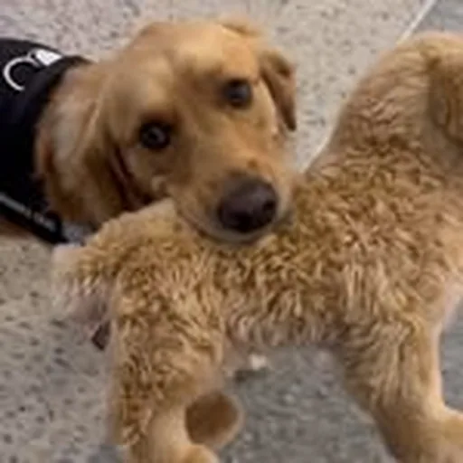 @ilovegolden_retrievers profile image