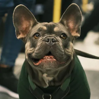 @imloulouthefrenchie profile image