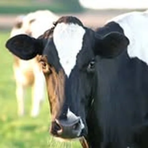 @indairy profile image