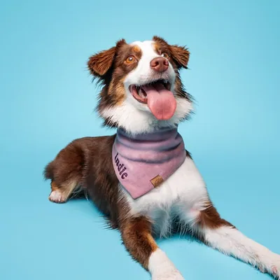 @indie.theminiaussie profile image