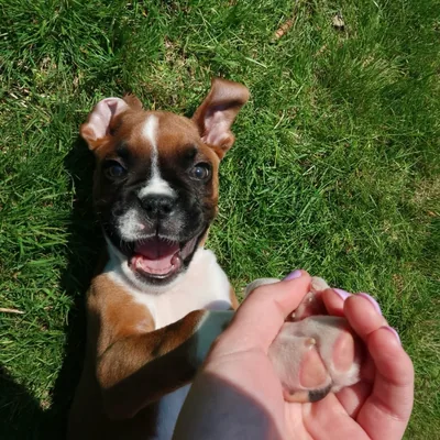 @indy_theboxergirl profile image