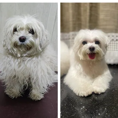 @infinity.dog.groomings profile image
