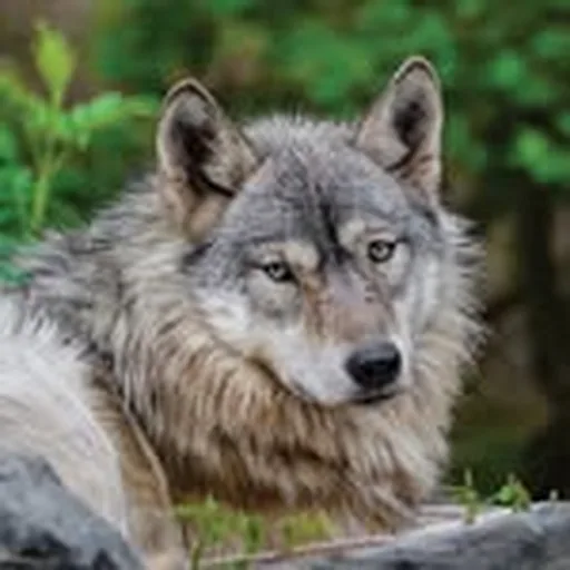 @intlwolfcenter profile image