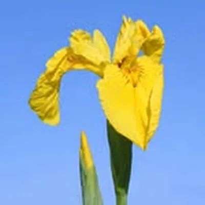 @irisdirectory profile image