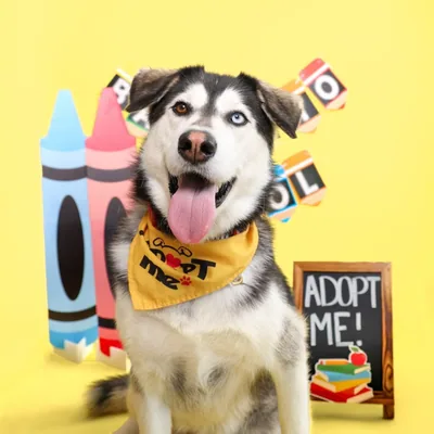 @islipanimals profile image