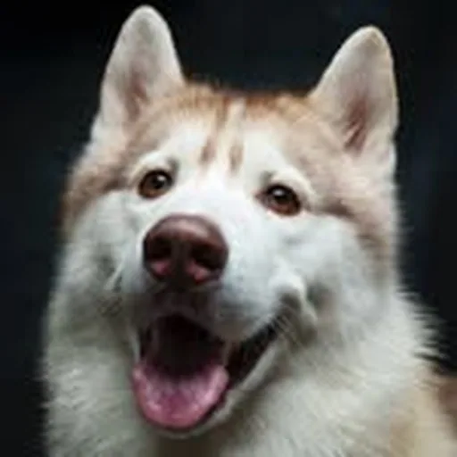 @itsaxlthehusky profile image