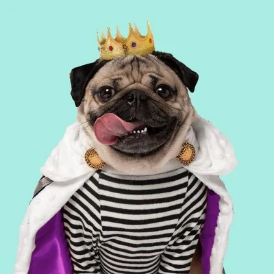 @itsdougthepug profile image