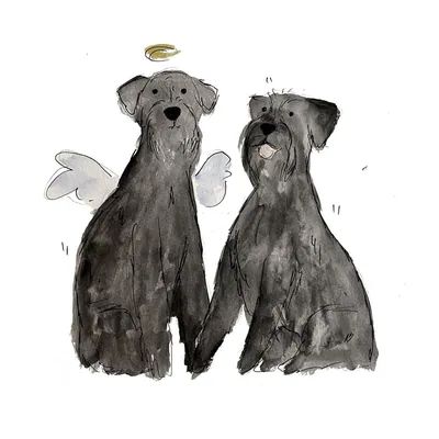 @izzythegiantschnauzer profile image